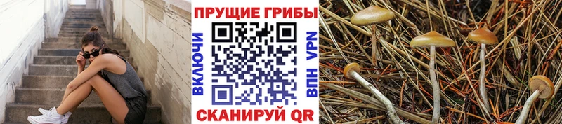 Галлюциногенные грибы прущие грибы  Купить  Тарко-Сале 